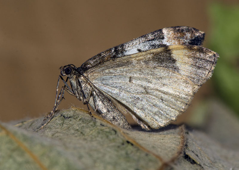 Geometridae: Dysstroma truncata